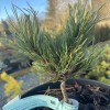 Pinus pumila 'Pinocchio' - Kääbus-seedermänd 'Pinocchio' C2/2L